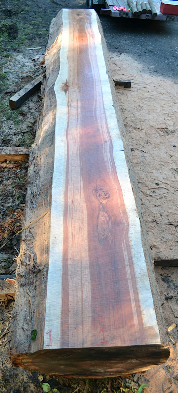 Redwood Slab #1